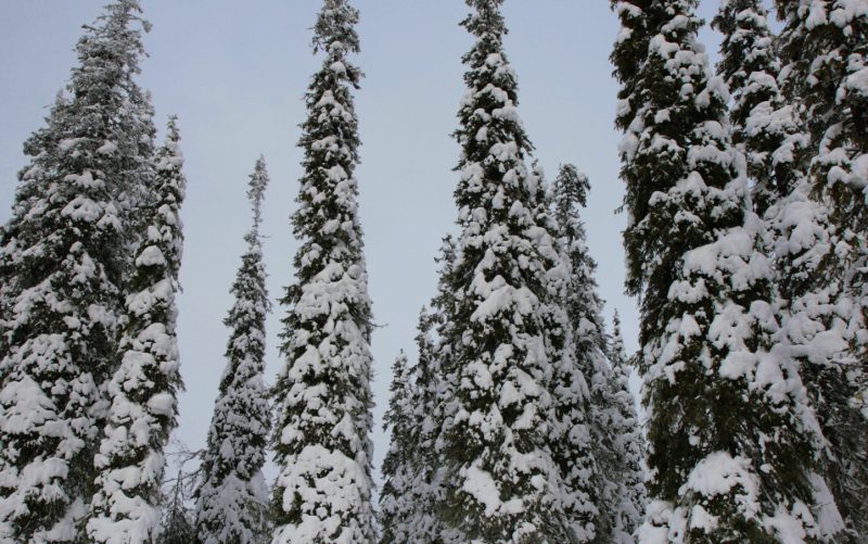 FINLAND: STRIVING FOR BETTER RECOVERY, TORNATOR MADE A FORECAST OF SNOW DAMAGE IN FORESTS