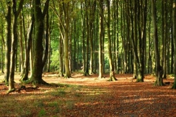UIPP Association: 'Analyse de Cycle de Vie des Panneaux de Process  base de bois et son impact environnemental'
