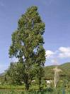 Poplar: a strategic wood species for Europe: Creation of  Pro-Populus